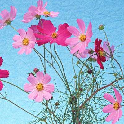 万博max体育官网